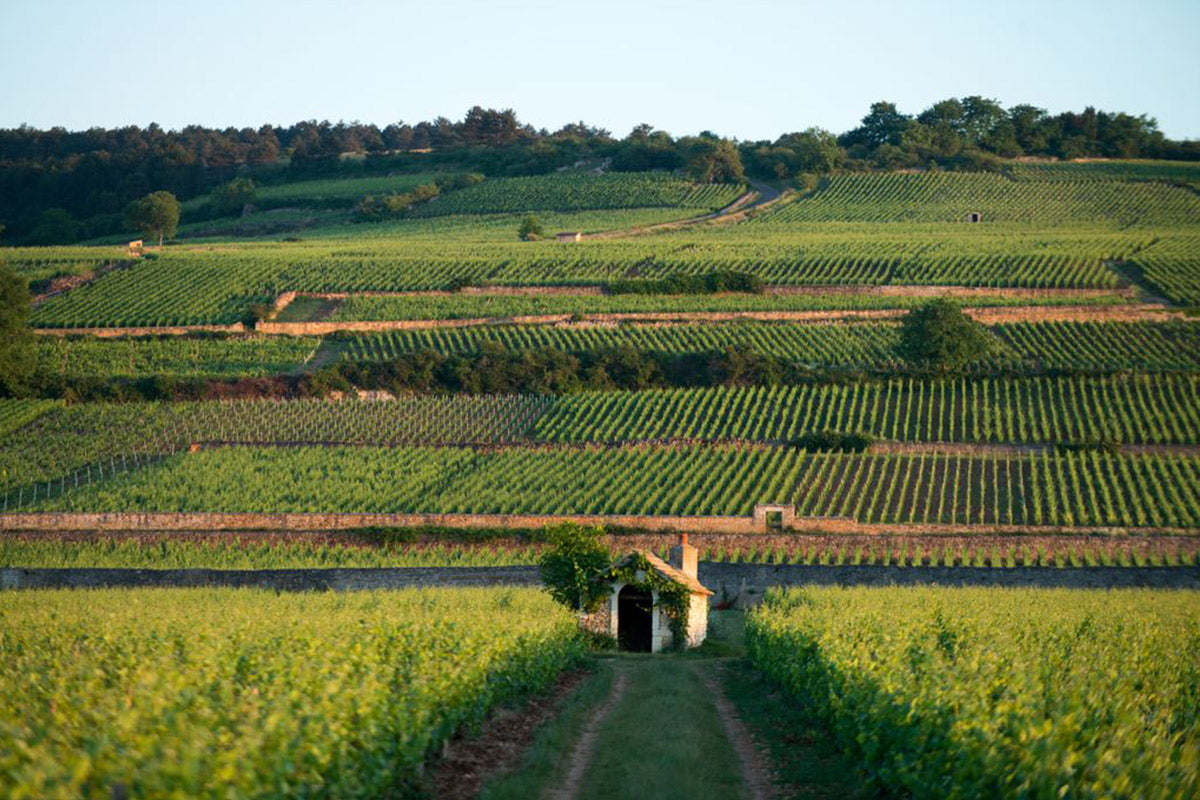 Bourgogne - Borgonha - vinho frances