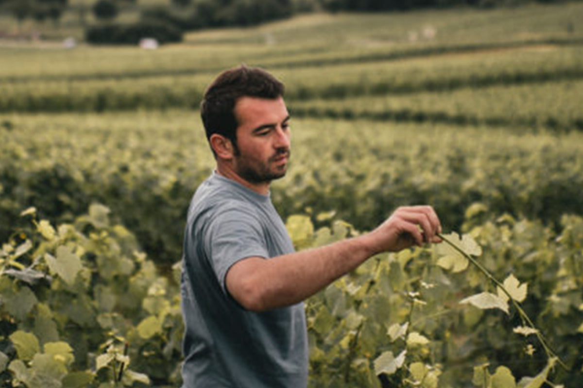 Domaine Comte Armand