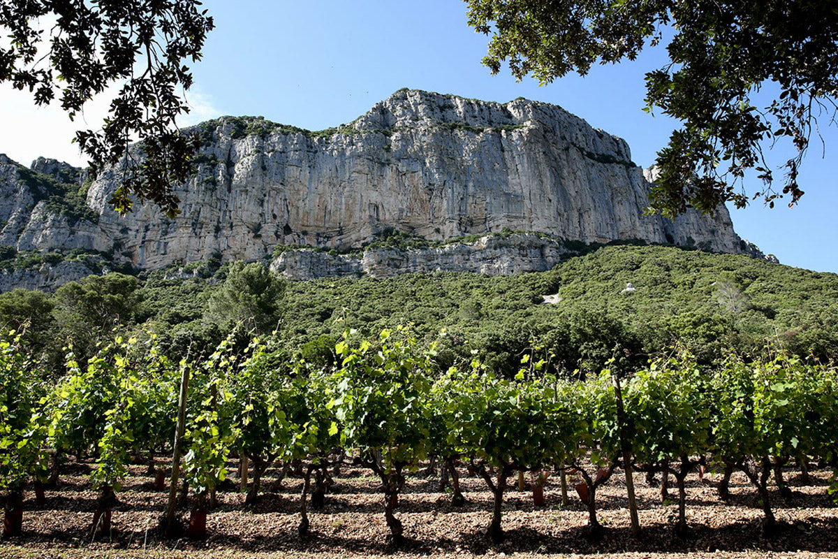 Languedoc vinhos frances
