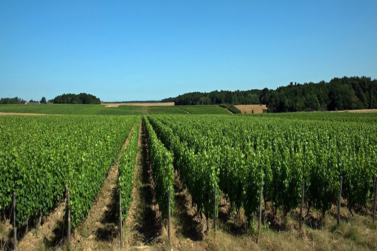 aula região Loire vinhos franceses